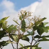 Pityranthe verrucosa Thwaites